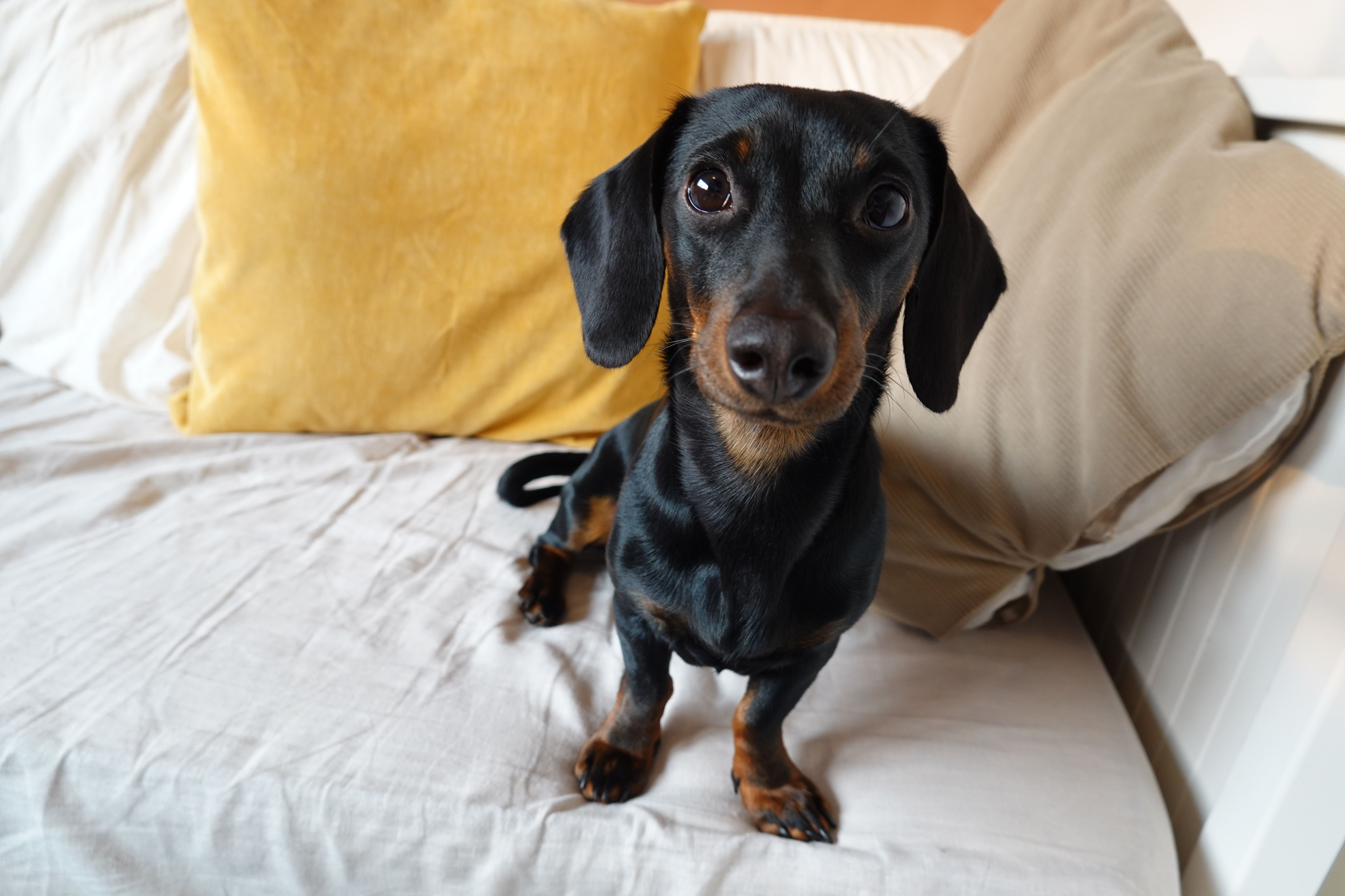 dog tia